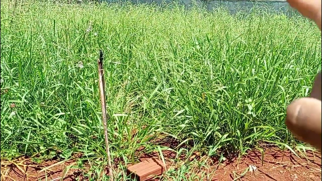 Mato na propriedade/ falta de manejo 