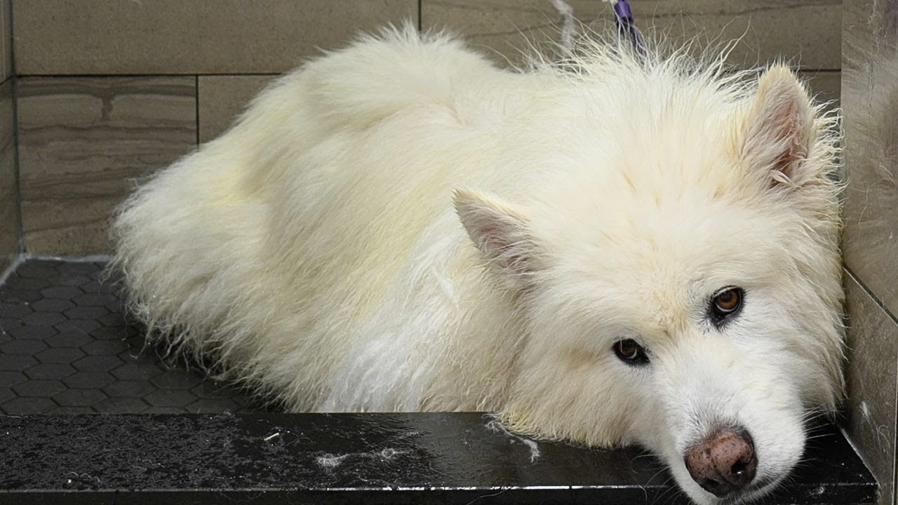 5 Hour Transformation On A Disabled Wooly Alaskan Malamute Dog ❤️