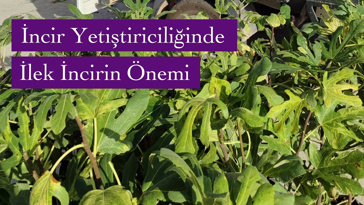 İncir Yetiştiriciliğinde İlek İncirin Önemi Nedir? #manisa