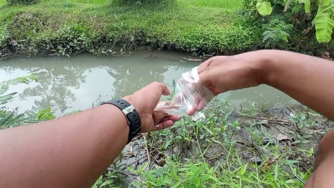 SEPERTINYA DUNIA MANCING LIAR HARUS GULUNG TIKAR, HANYA DAPAT 1 POINT