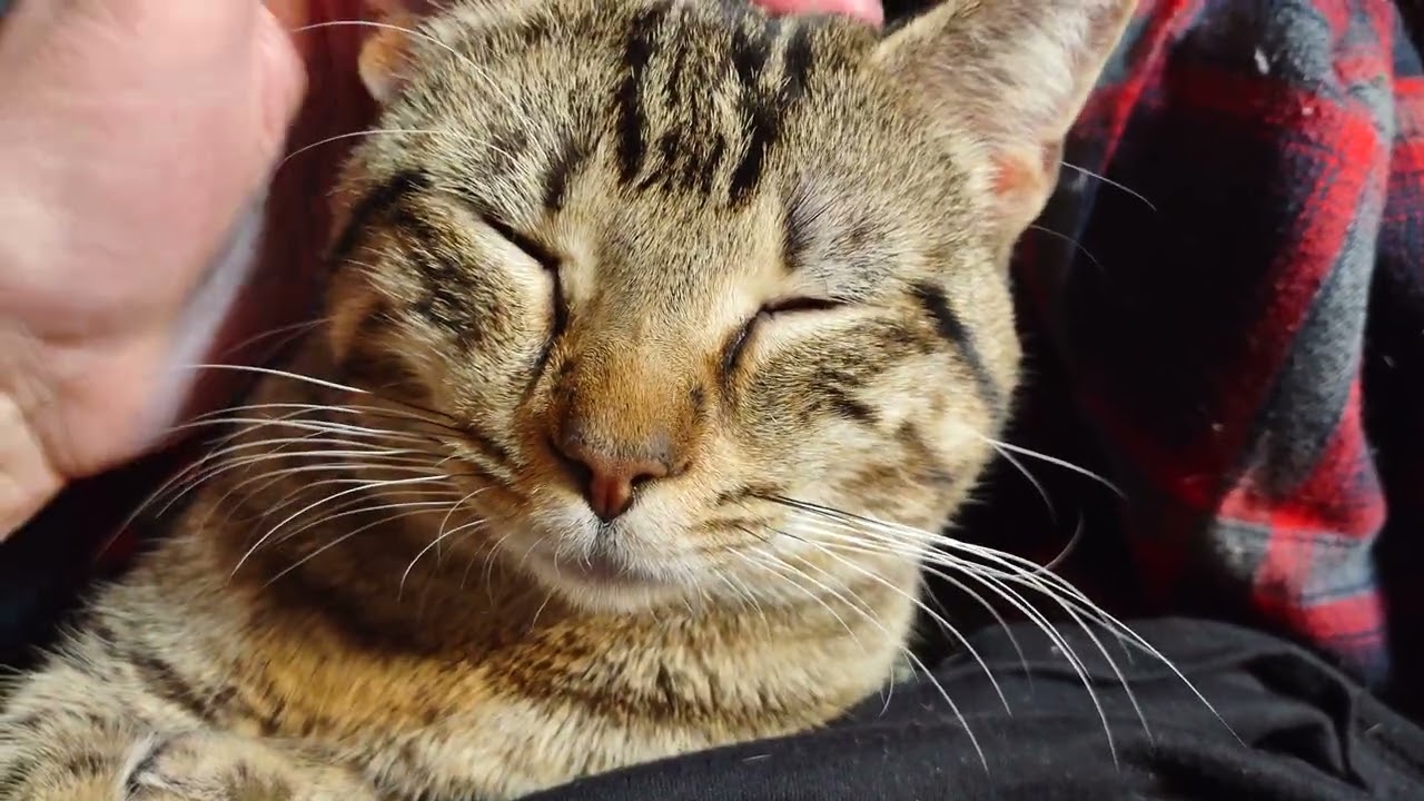 Happy Caturday / animals in the Bible / Do animals go to heaven