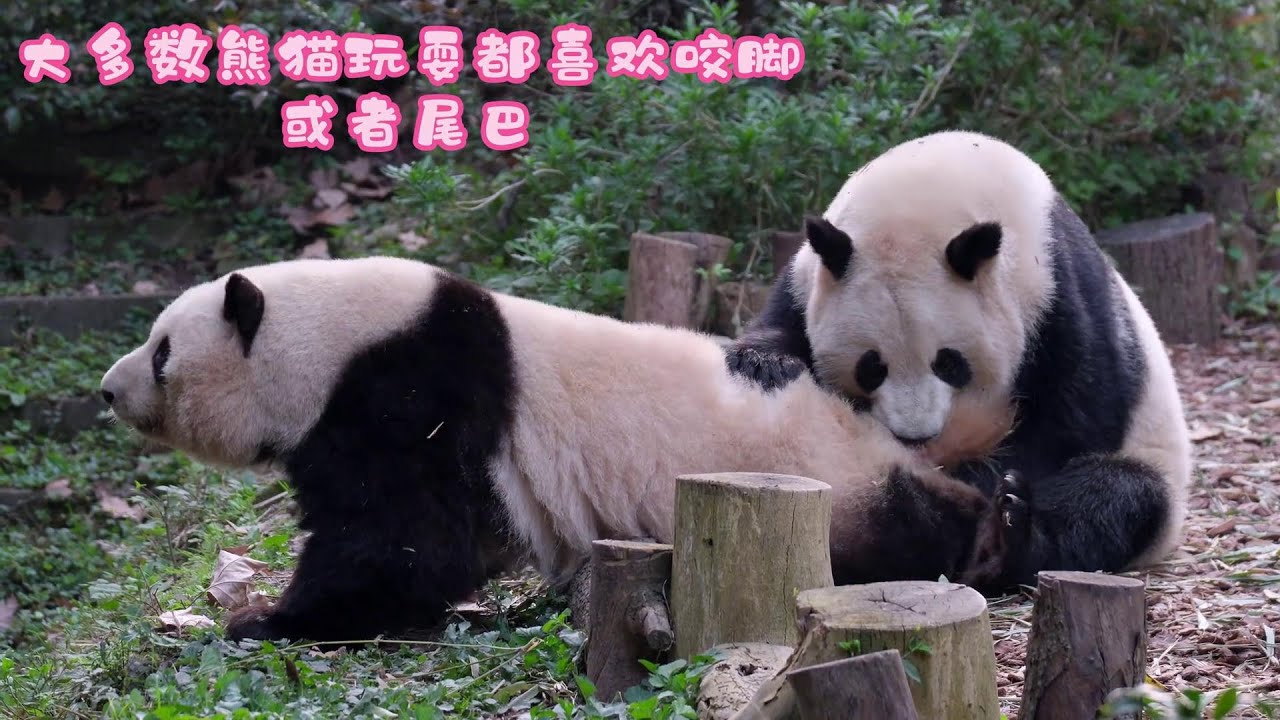 3.27 和叶这个瓜妹妹又欺负姐姐，咬花花的腿和尾巴，把花花咬得一直嘤嘤叫，小奶音好像在告状，让谭爷爷来帮忙~
