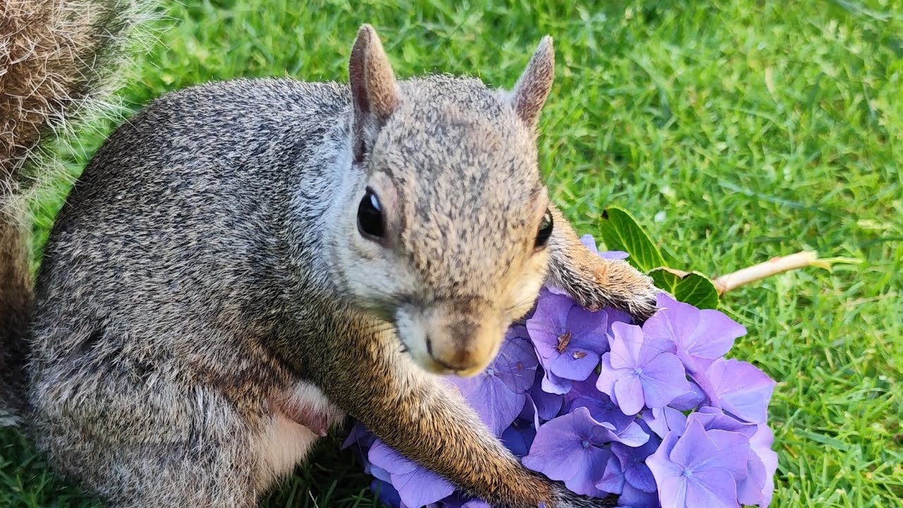 feeding the little squirrel