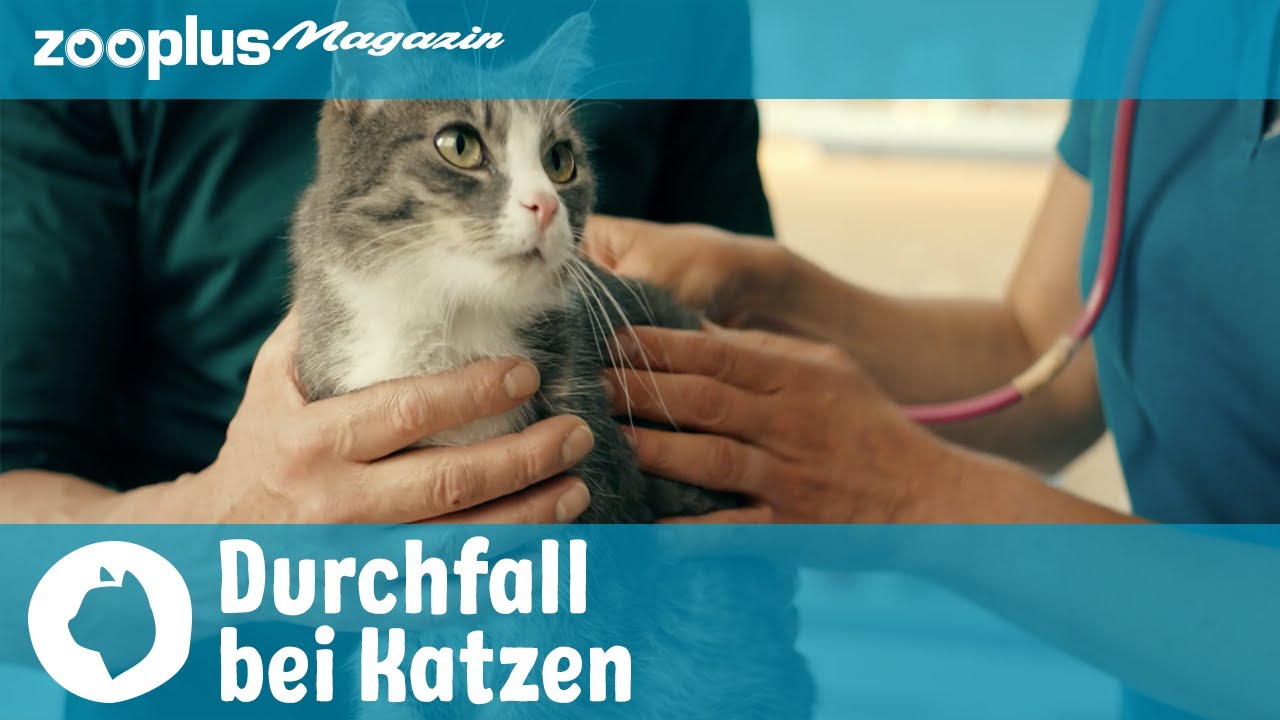 Durchfall bei Katzen: Das kannst du dagegen tun