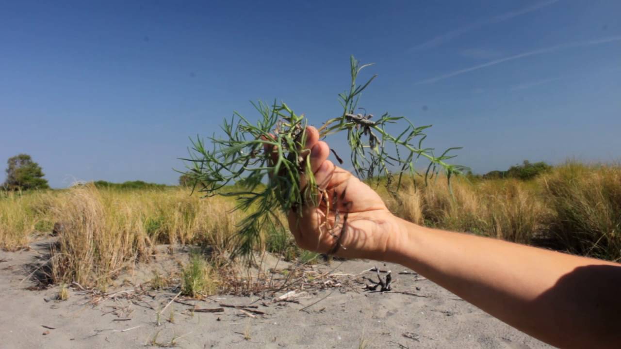 STUDIARE LA LAGUNA: Piante d'acqua salmastra