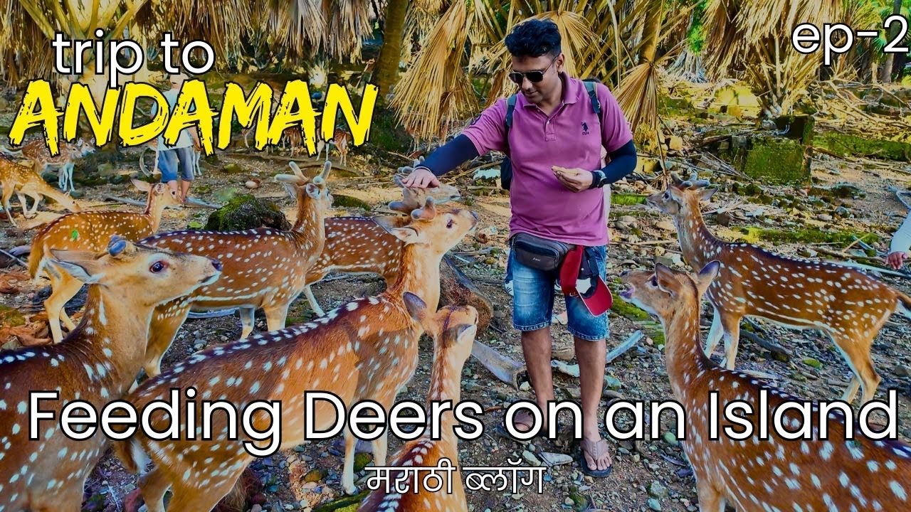 Feeding Samba Deer in Andaman Was the Most Peaceful Thing We've Ever Done 🌊