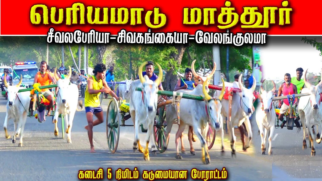 2மாத்தூர் 50,000 அயிரம் vபெரியமாடு பந்தயம் 02,02,2025