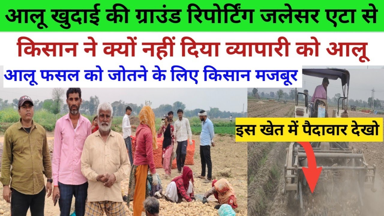 किसान ने क्यों नहीं दिया व्यापारी को आलू//आलू फसल जोतने के लिए किसान मजबूर//जलेसर से ग्राउंड रिपोर्ट