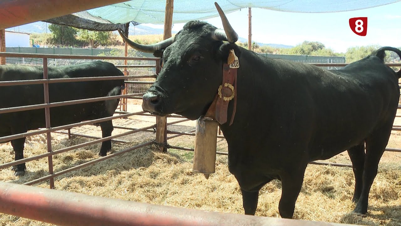 FERIA DE GANADO DE PIEDRAHITA 29-8-2024