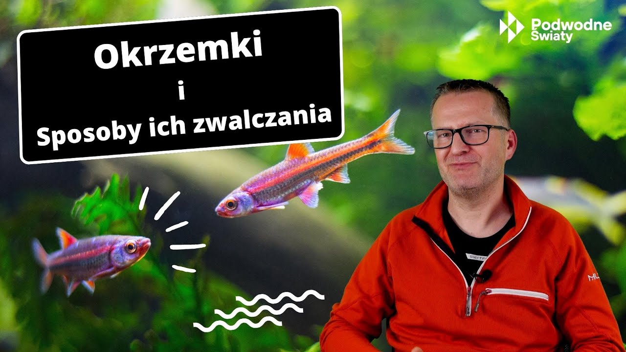 Okrzemki i sposoby ich zwalczania. Diatoms and methods of combating them