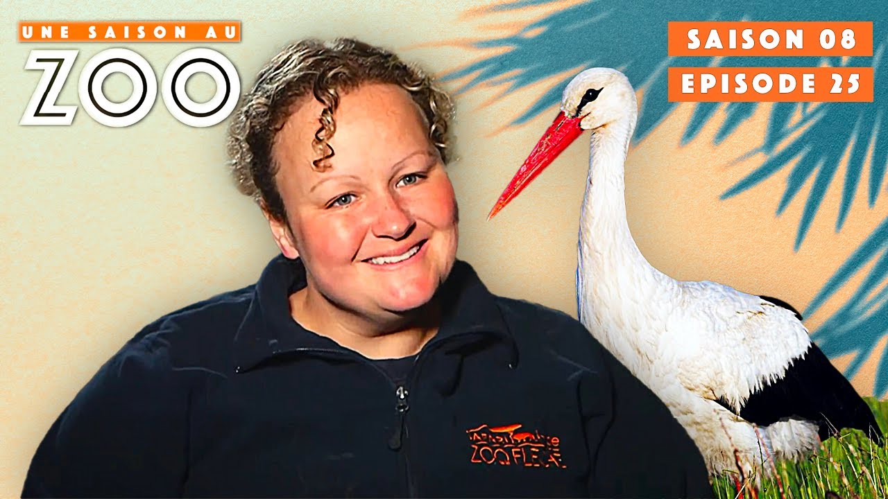 Jeune Cigogne se Balade durant l'Entrainement. | S08EP25 | Émission Intégrale | Une Saison Au Zoo