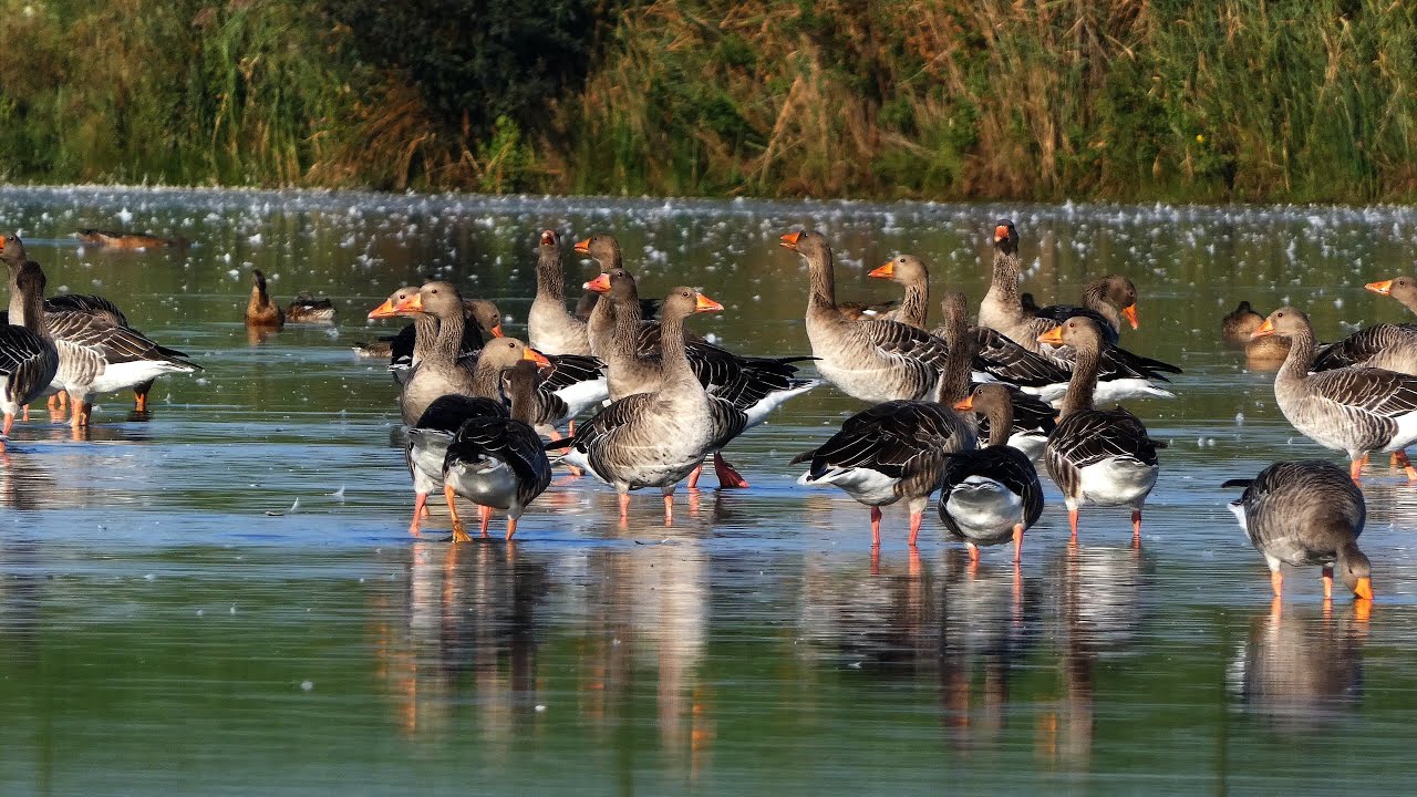 Grauwe Gans (greylag goose)