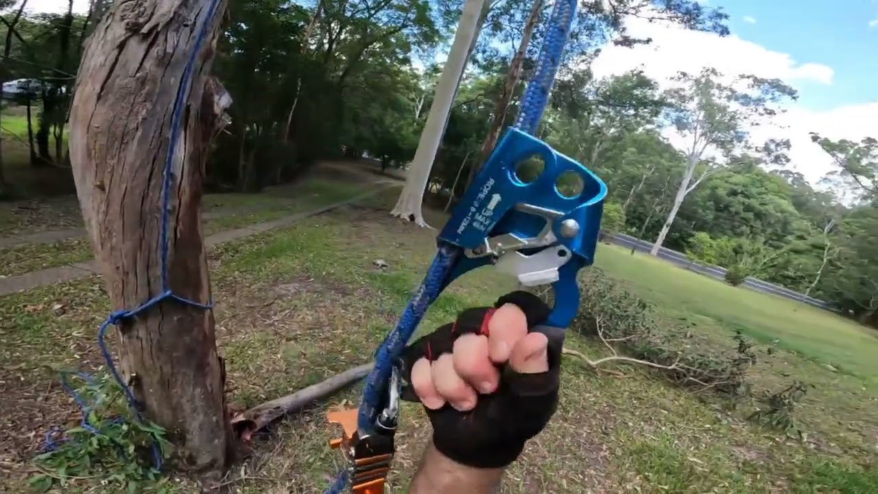 Cutting down a Tree beside my Driveway