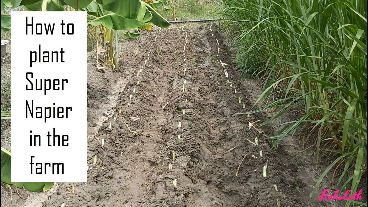 How to plant Super Napier for Dairy Farming in Tamil Nadu @ 9790987145 / High yielding green fodder