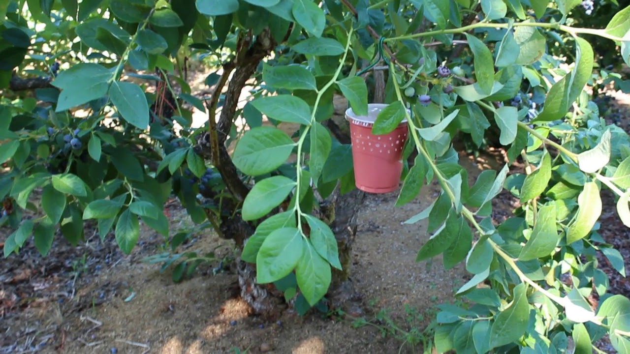 Голубика в Америке Кустам 50 лет Blueberry in Oregon