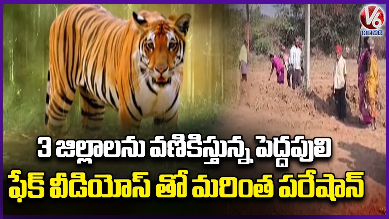 Tiger Panic Across 3 Districts : Trap Cameras Fail to Track Tiger, Fake AI Videos Add to Fear |  V6