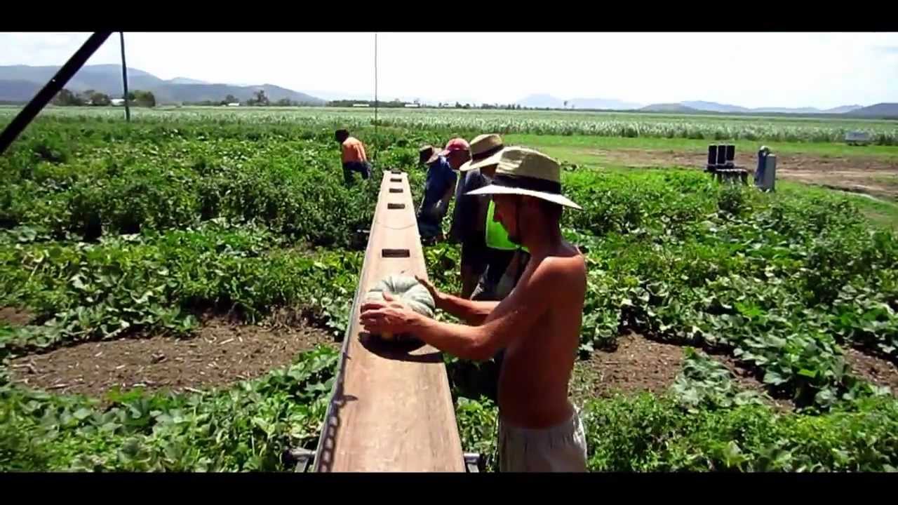 My Australia | Part 6 of 21 | Pumpkin Farm | Fruit picking