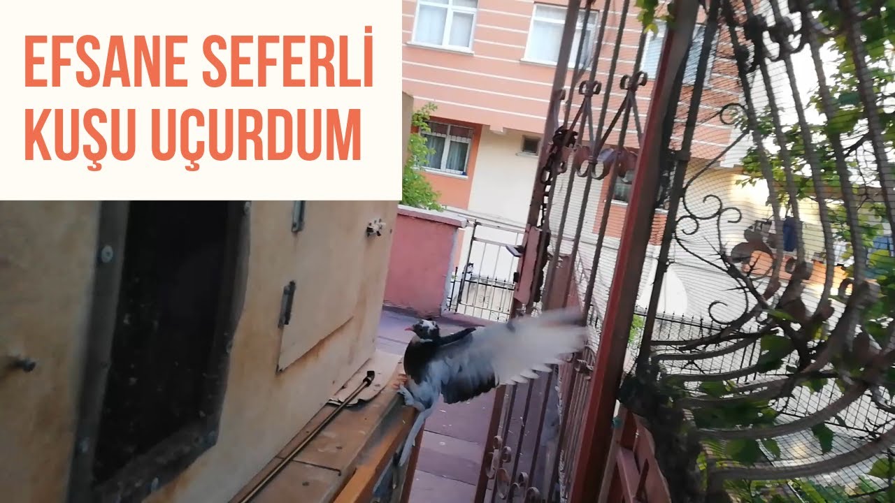 Seferli Kaçak Güvercini Uçurdum