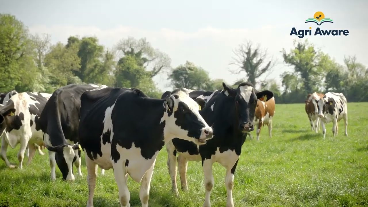 Experience Irish farming at its best