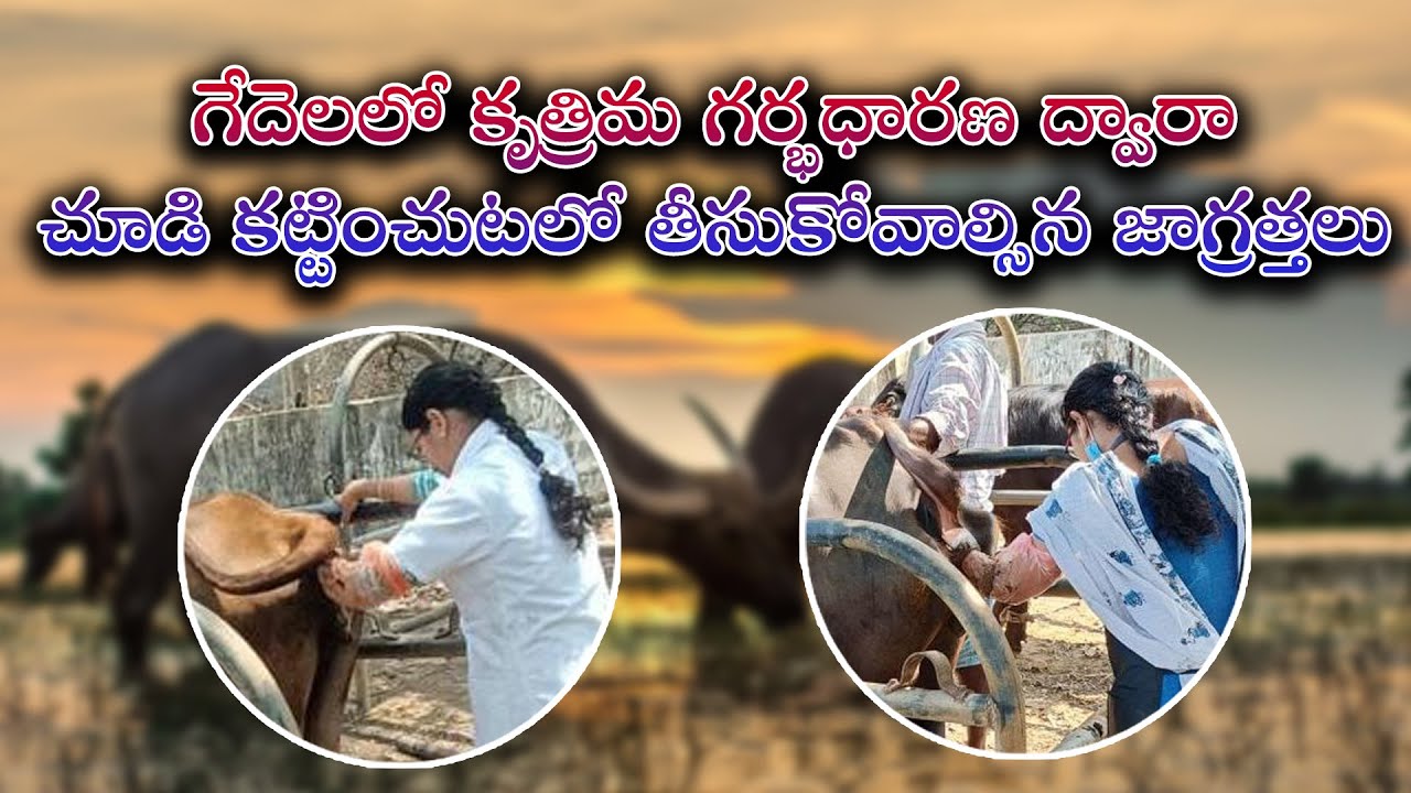 గేదెలలో కృత్రిమ గర్భధారణ ద్వారా చూడి కట్టించుటలో తీసుకోవాల్సిన జాగ్రత్తలు