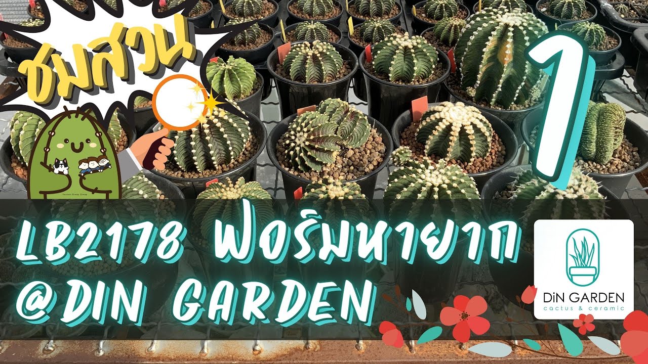 พาชมสวน LB2178 ฟอร์มหายาก @Din Garden | Cactus Cheap Cheap