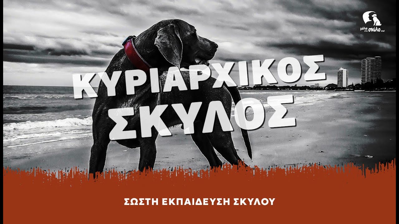 ΣΩΣΤΗ ΕΚΠΑΙΔΕΥΣΗ ΣΚΥΛΟΥ #9-Κυριαρχικός σκύλος ΔΕΝ είναι αυτός που θέλει να περπατάει μπροστά από μας