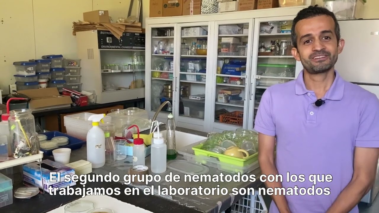 Los Nematodos