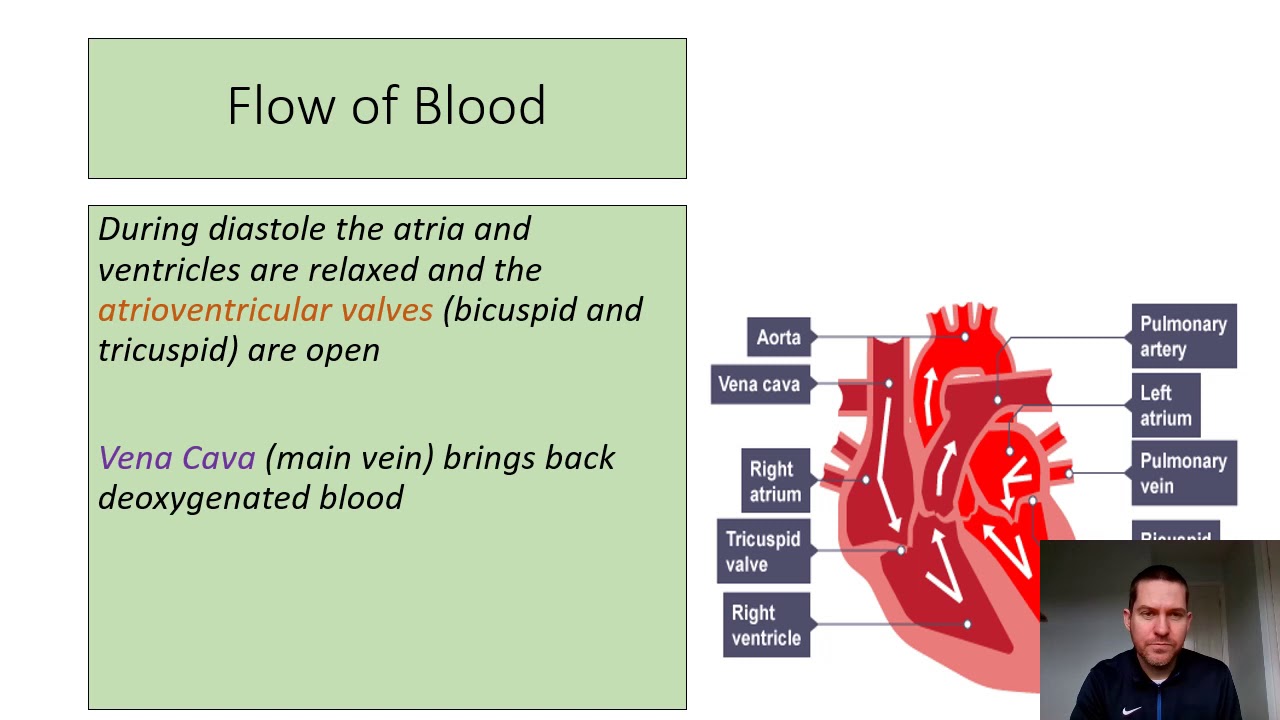 The Heart GCSE PE