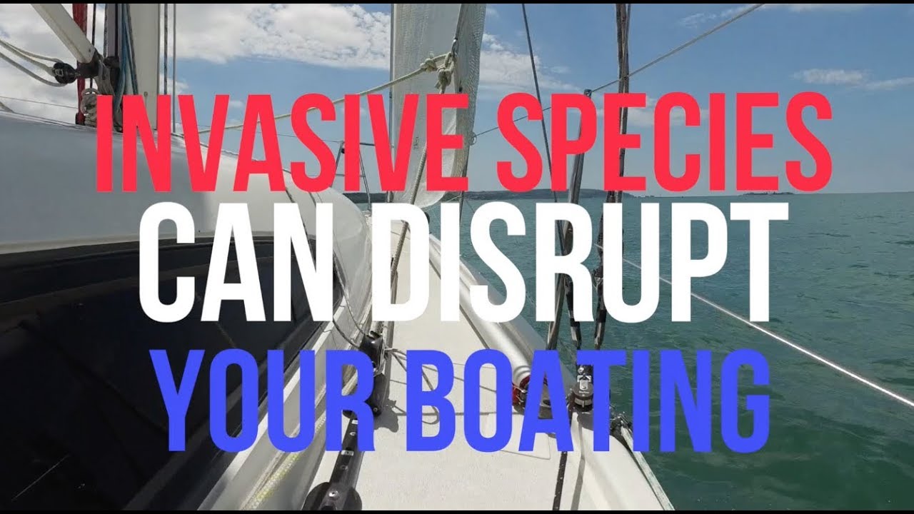 Invasive Species can disrupt your boating - Here's how to prevent the spread