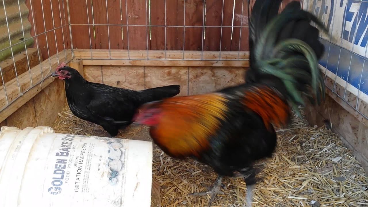 Gallos Finos Black Mcrae with Black Bonanza Hen Gamefowl Pen - Roosters -
