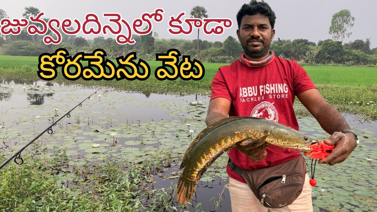 జువ్వలదిన్నెలో కూడా కోరమేను వేట | మన షాపు ఇవ్వలదిన్నెలో కూడా వచ్చింది | snakehead fishing 🎣