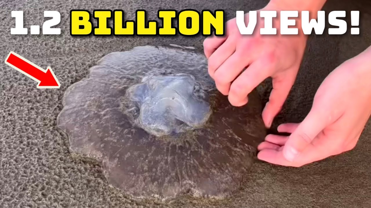 САМЫЕ вирусные моменты с животными (1,2 МИЛЛИАРДА просмотров за 4 минуты!) 😱