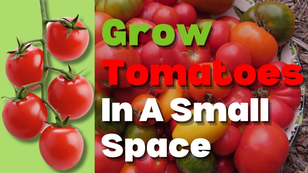 Tomatoes Tricks for Growing in Small Spaces