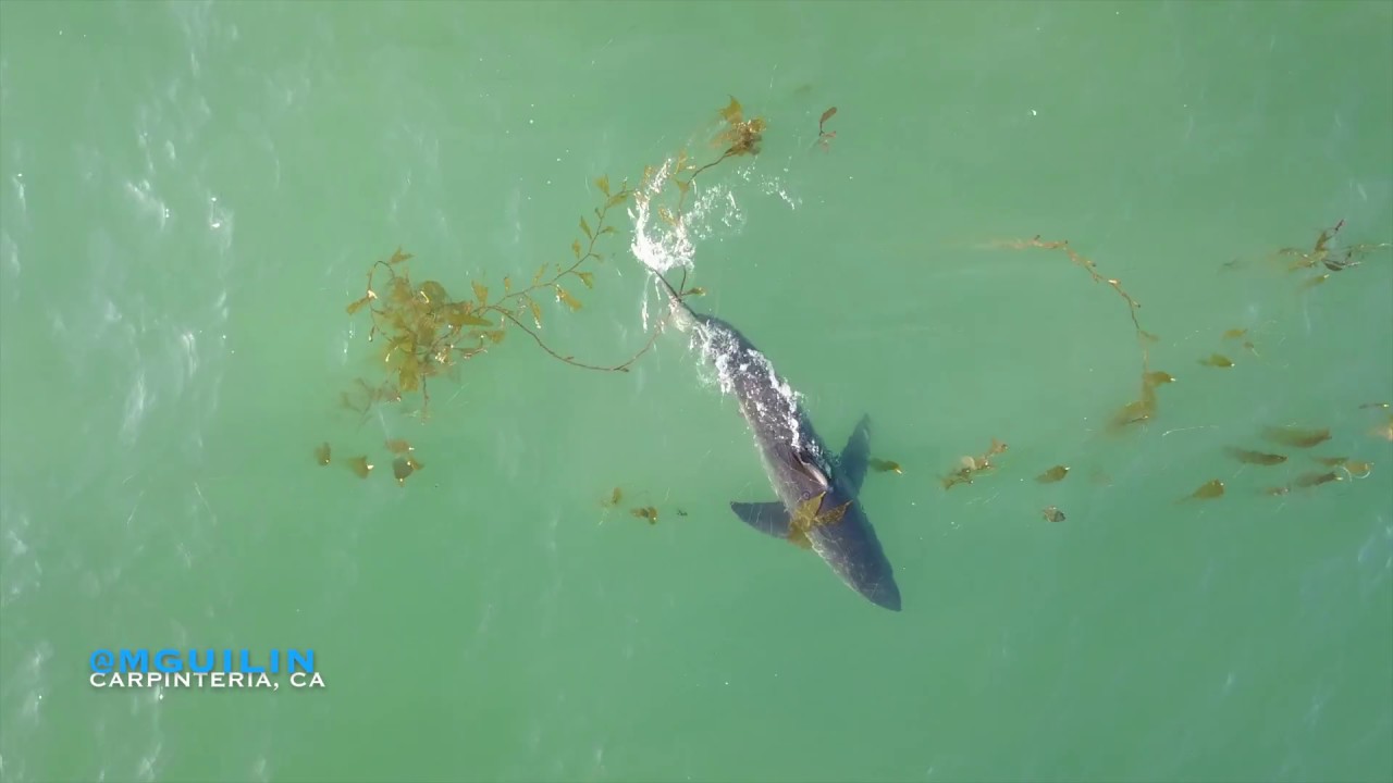 Great White Sharks | Drone | Carpinteria, CA | DJI Mavic Pro