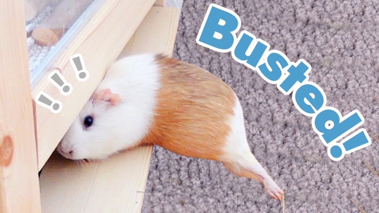 My Guinea Pigs Escape & don't listen to me | best of