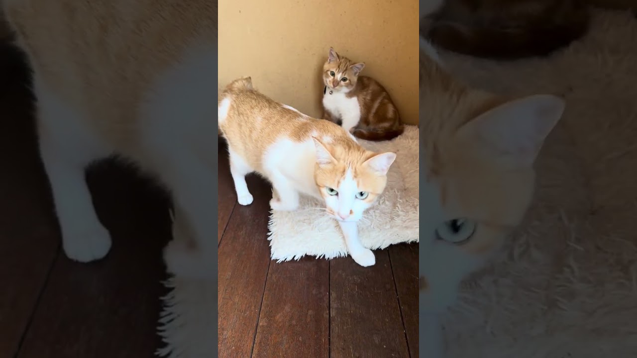 ＃野良猫　編集勉強中