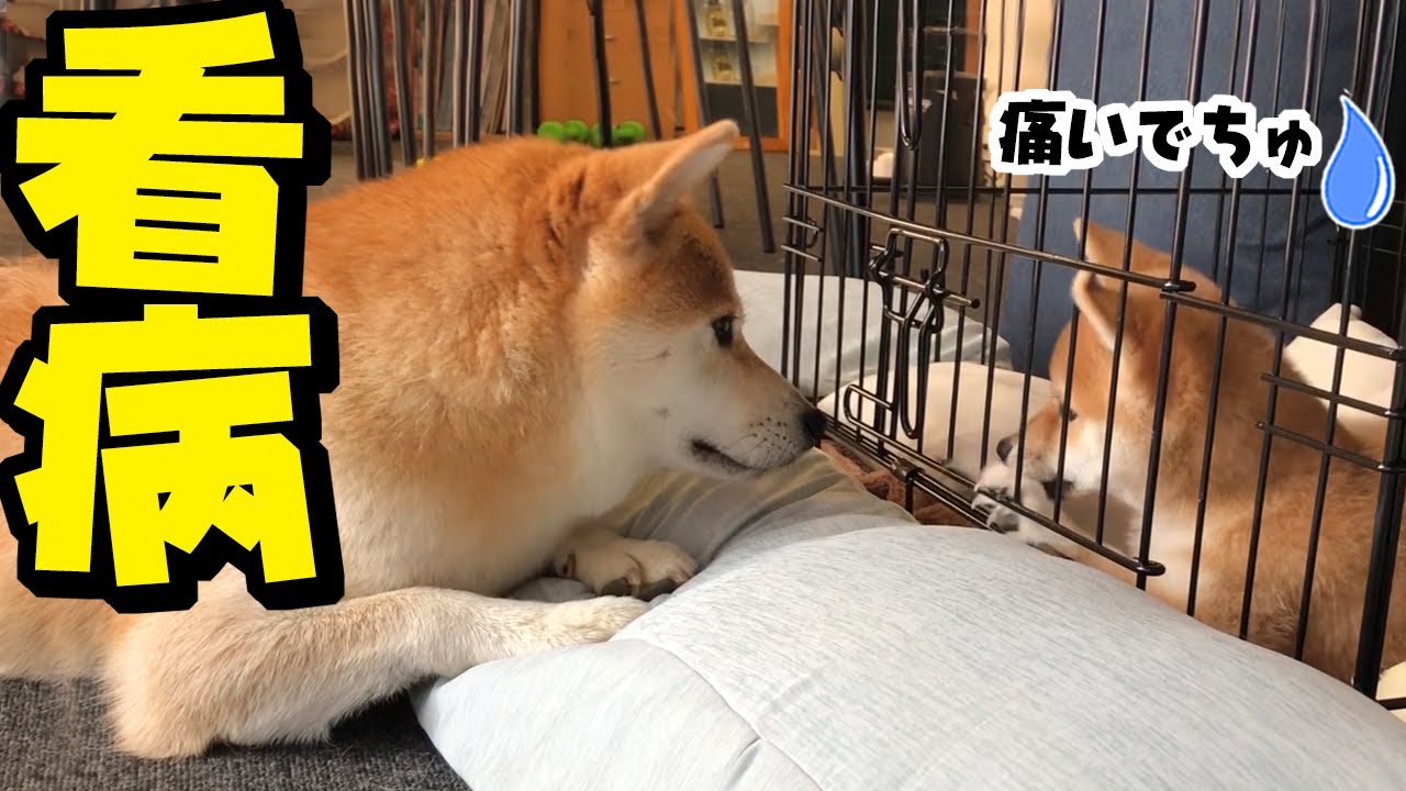 ワクチン接種後に体調不良になった仔犬を心配し傍を離れない姉柴犬
