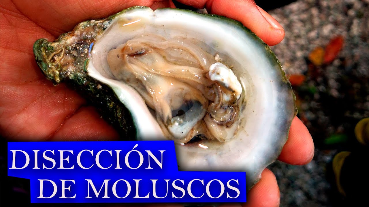 DISECCI&Oacute;N DE MOLUSCOS
