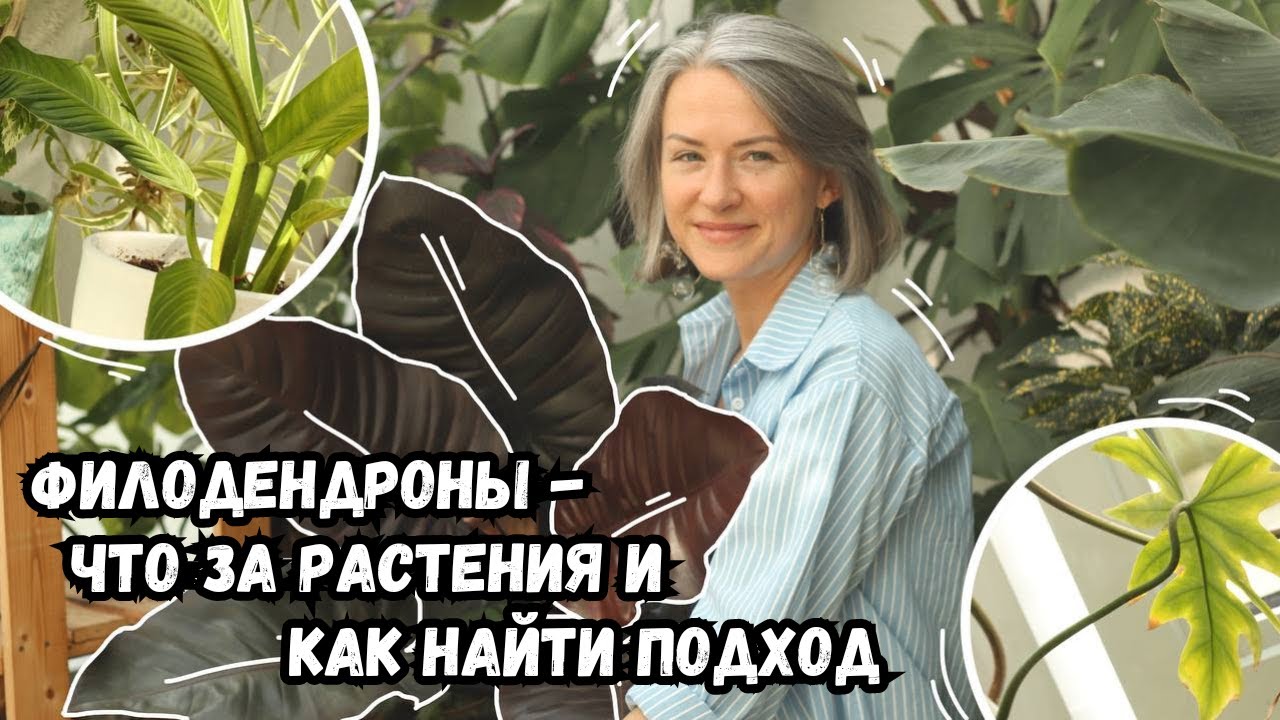 Филодендроны - что это за растения, и как найти к ним подход | секреты ухода за филодендронами