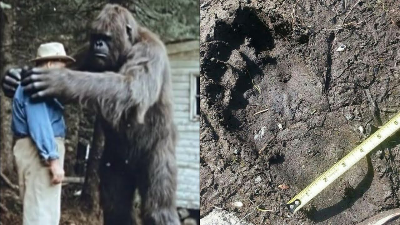 He’s Encountered Bigfoot Since the 70s. What It Shared About Humans Will Shock You – Sasquatch Story