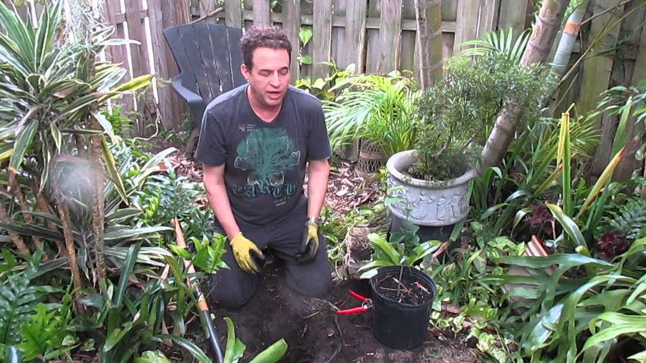 How to plant a young soursop tree