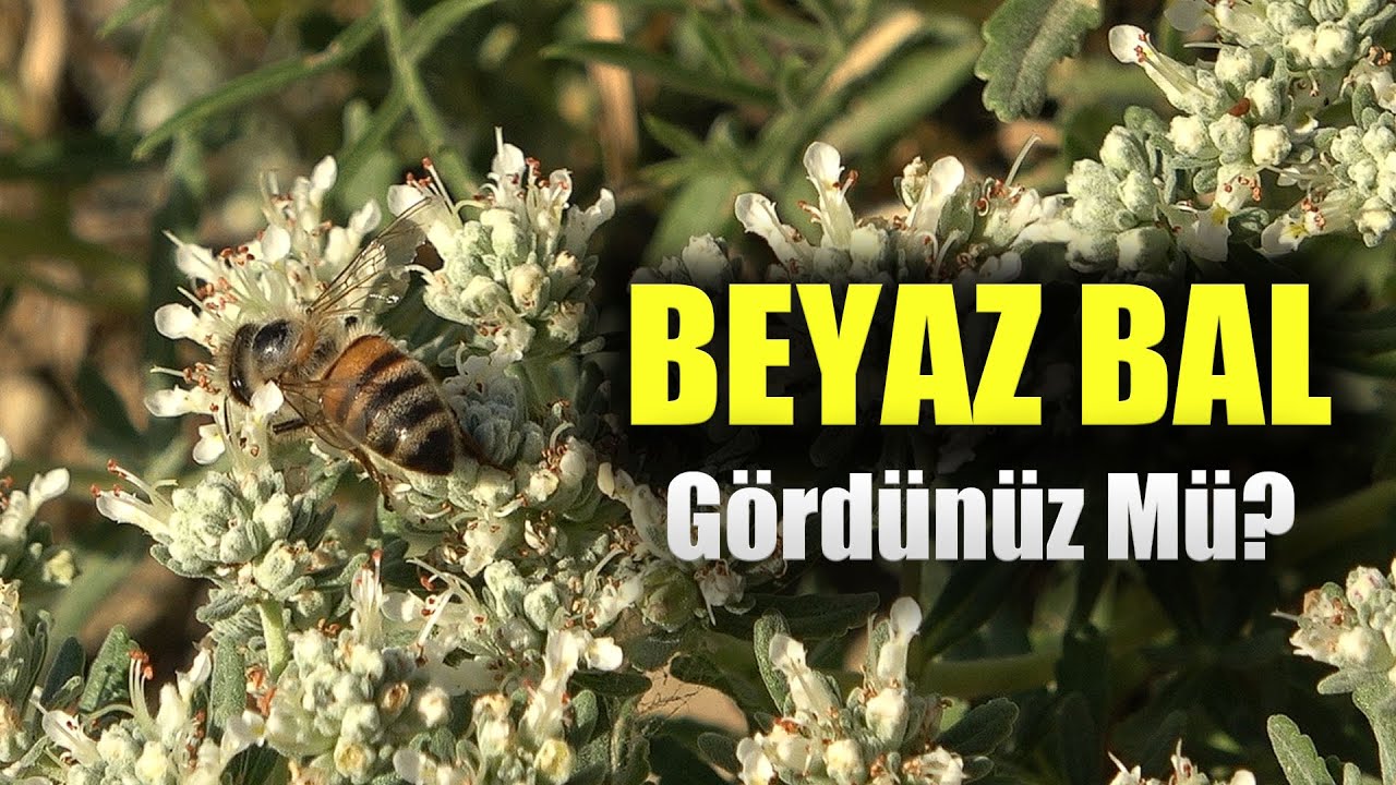 Beyaz Bal Gördünüz Mü? - Gizlenenin Peşinde