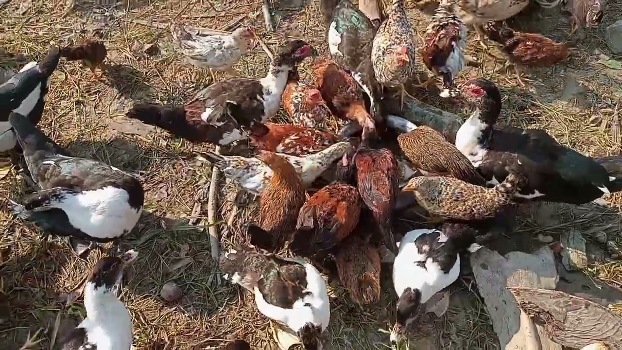 মুরগির ঠান্ডার জন্য এই ওষুধটি অনেক ভালো কাজ করে।।আপনার মুরগিকে সুস্থ রাখতে।।অবশ্যই এই ওষুধ প্রয়োজন।