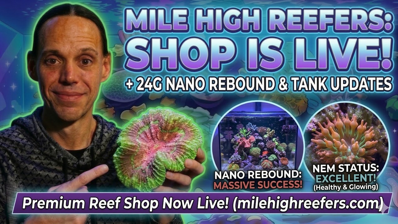 Наконец-то! Открытие магазина Mile High Reefers + Обновления по аквариуму + Видеоблог о рифах