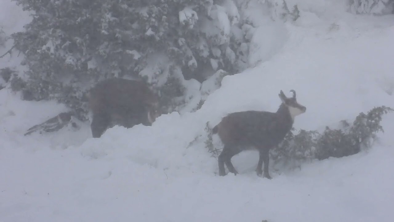 des chamois en train de ce nourrir dans  la tempête de neige  ...  (   Parc National de la vanoise)