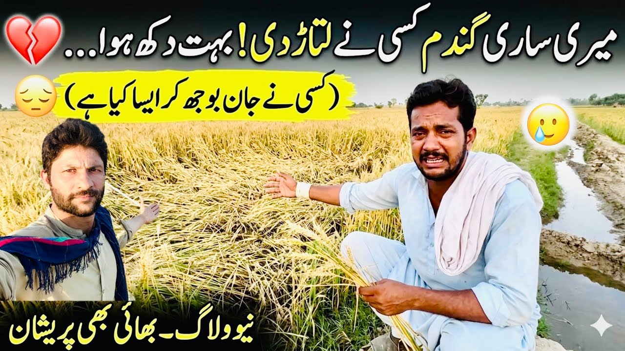 ساری گندم اجاڑ دی! (بہت بڑا نقصان ہو گیا😱