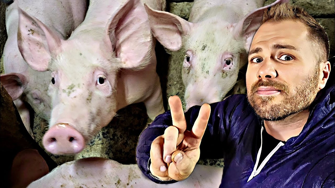 RATS NOIRS dans un élevage de COCHONS ! (ça va être sport)
