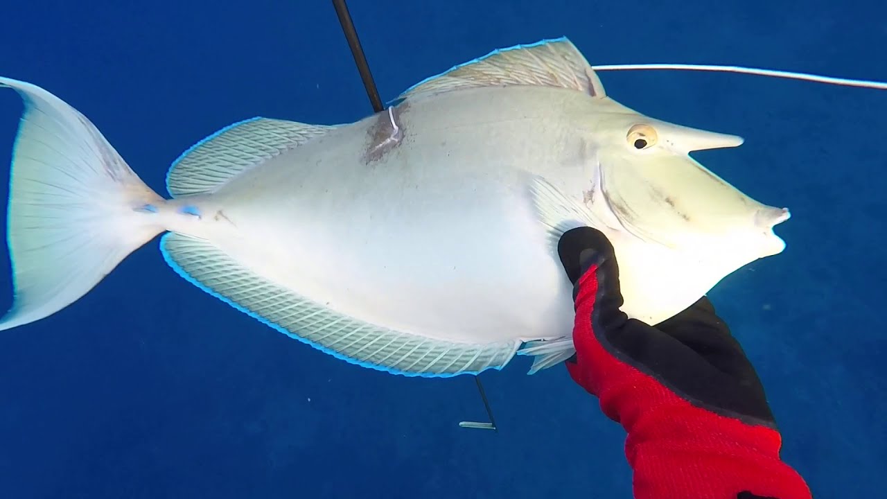 Spearfishing 2018 Fakarava/Raiatea IX