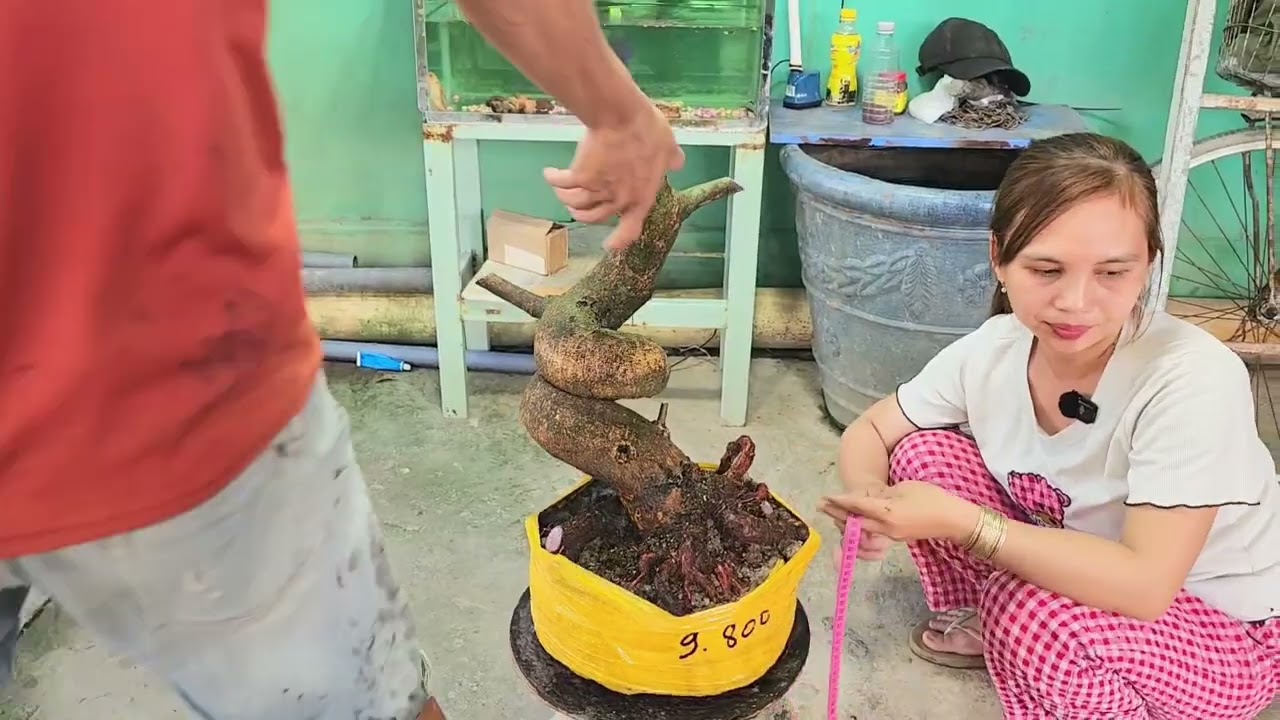 10/3  chị Nhí 0939693642 Phôi mai bonsai dáng quái đế đẹp 