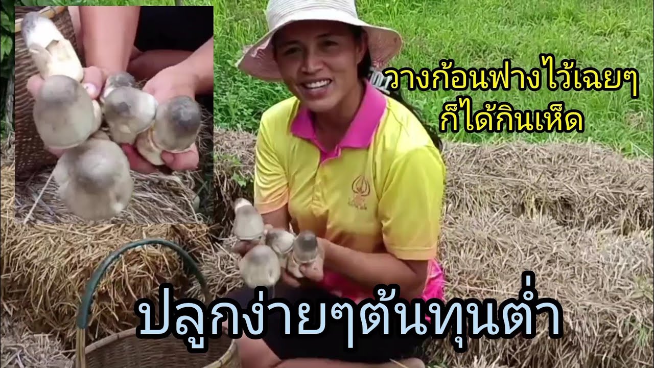 วิธีปลูกเห็ดฟางแบบง่ายๆต้นทุนต่ำ